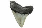 Serrated, Fossil Megalodon Tooth - North Carolina #273994-1